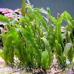 Ornamental Caulerpa Prolifera