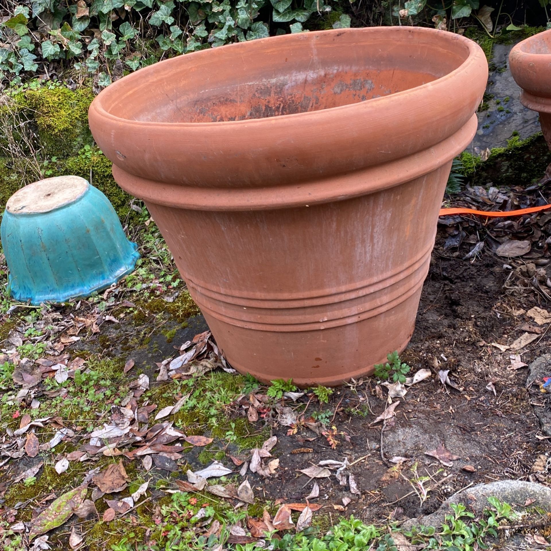 2 Available Large Tree Size Terra Cotta Pots