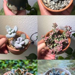 Assorted Succulents for sale 🪴✨