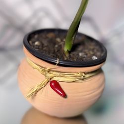 Syngonium Panda Galaxy 