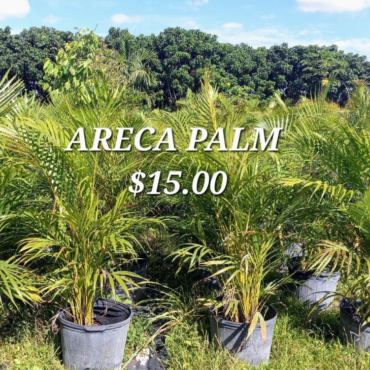 dracaena jade jewel Jade Jewel Dracaena  Pike Nursery