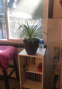 Spider plants 15 obo