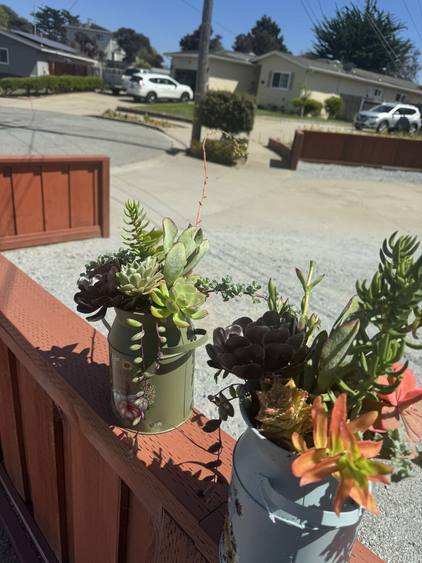 Huge Succulent Sale