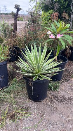 Agave angustifolia