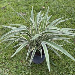 VARIEGATED FLAX LILY (3 gallon pot) Poolside, Garden Border