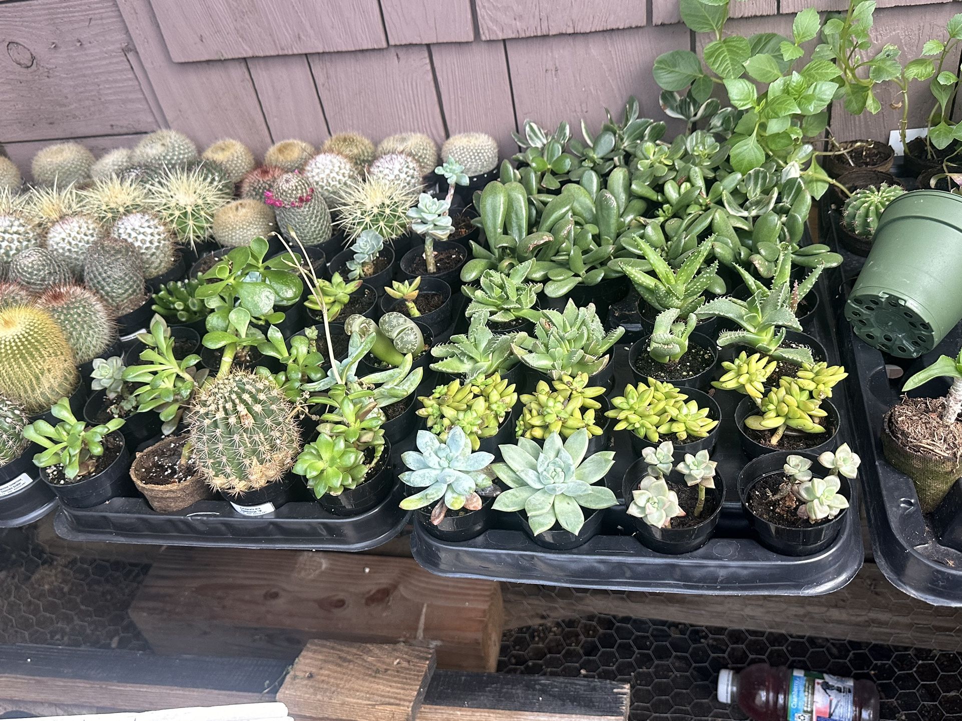 Succulents starting at 50 Cent to eight dollars
