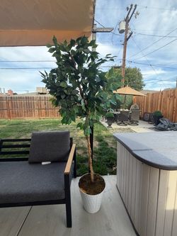 35$$$ outdoor tree