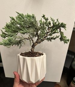 Bonsai Juniper Semi Windswept 