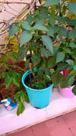 Plants