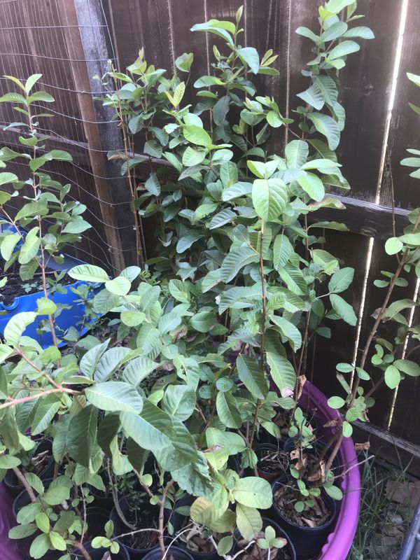 Guava tree 4.5 ft tall 2yrs old for Sale in Irving, TX OfferUp