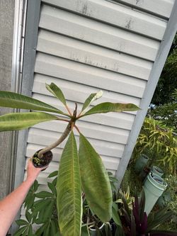 This small, color unknown, Plumeria / Frangipani Tree See All Pictures of # 1