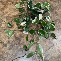 6” hoya queen 