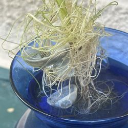 Love Snow Queen Pothos Aquatic Bouquet 