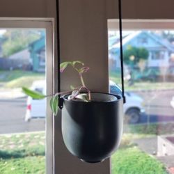 Umbra Bolo Hanging Planter