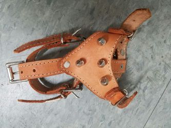 Harness for a small dogs