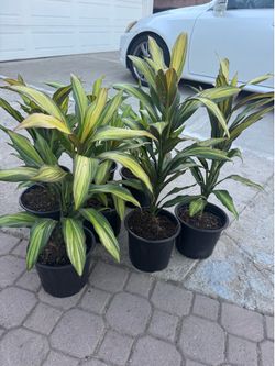 Cordyline Hawaiian Ti