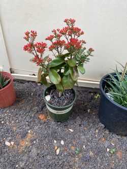 Plants