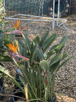 Bird Of Paradise Plants 