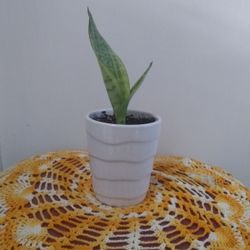 Snake Plant