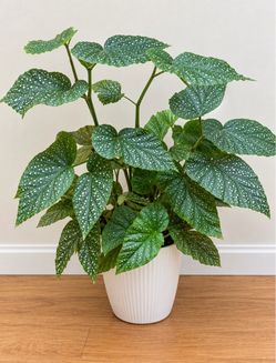 Polkadot begonia