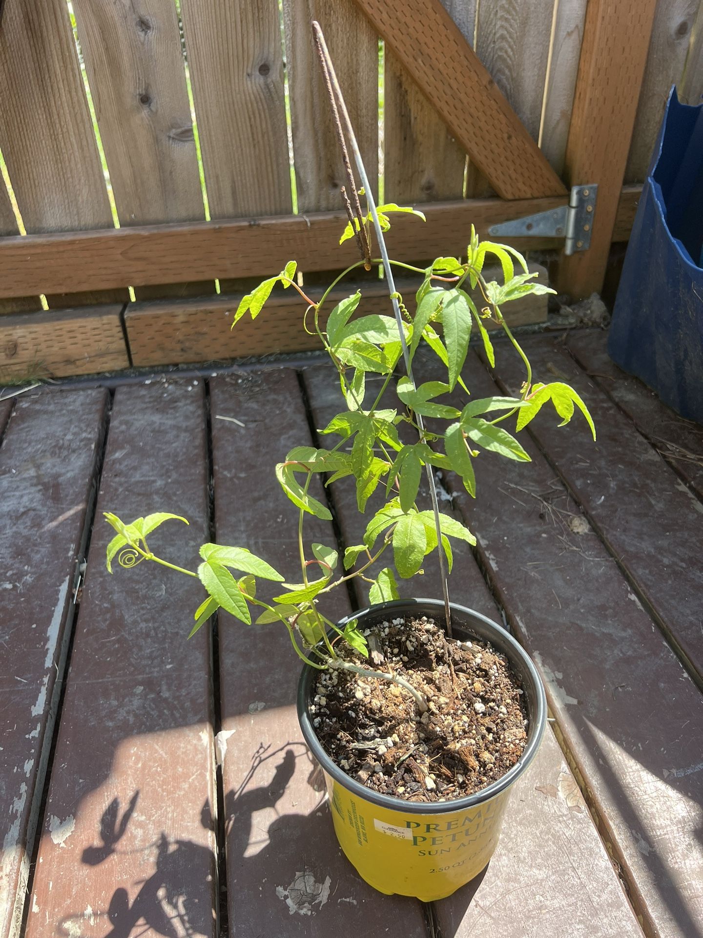 Banana Passionfruit Plant