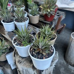 Cactus Zebras $10 Each