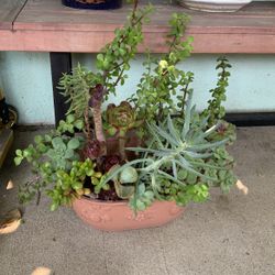 Beautiful Succulent Arrangement  Wide Pot 