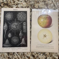 Antique Art- 19th Century