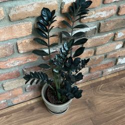 Black Zz Plant