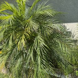 Palm Trees