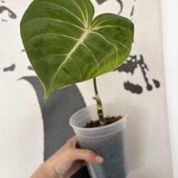 Gloriosum 