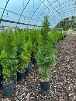 Emerald Green Arborvitae $5 Sale