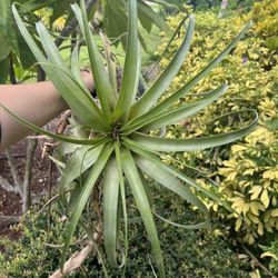 Large Air Plant Live Plant 