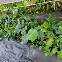 PLANTS SALE nder The Tables Greenhouse $3SALE