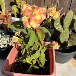 Planta Corona De Cristo