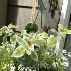 Blooming Succulent Variegated Baby Sun Rose In Hanging  Ceramic Pot 3.5".