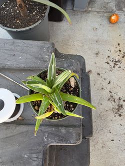 Agave Victoria Reginae