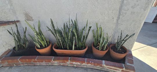 snake plant take them all for 80$ including base