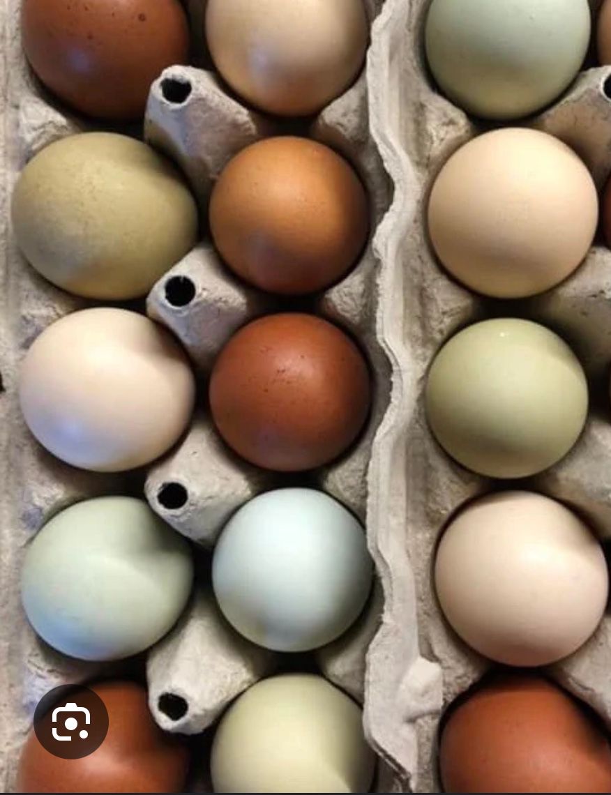 18 Farm Fresh Eggs