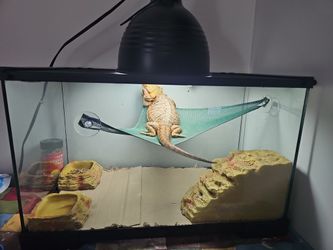 A Breeding Dragon LIZARD 