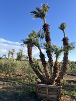 Beautiful tropical palm trees for sale