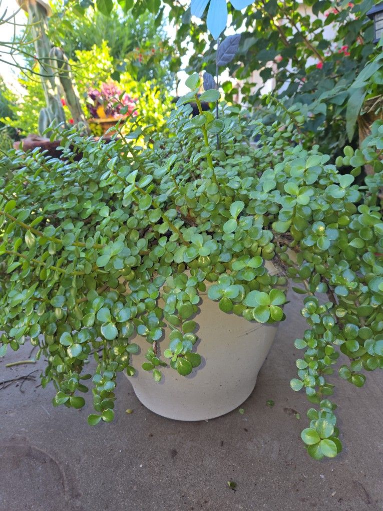 Huge Ecstatic Elephant Food Plant In 18in Pot