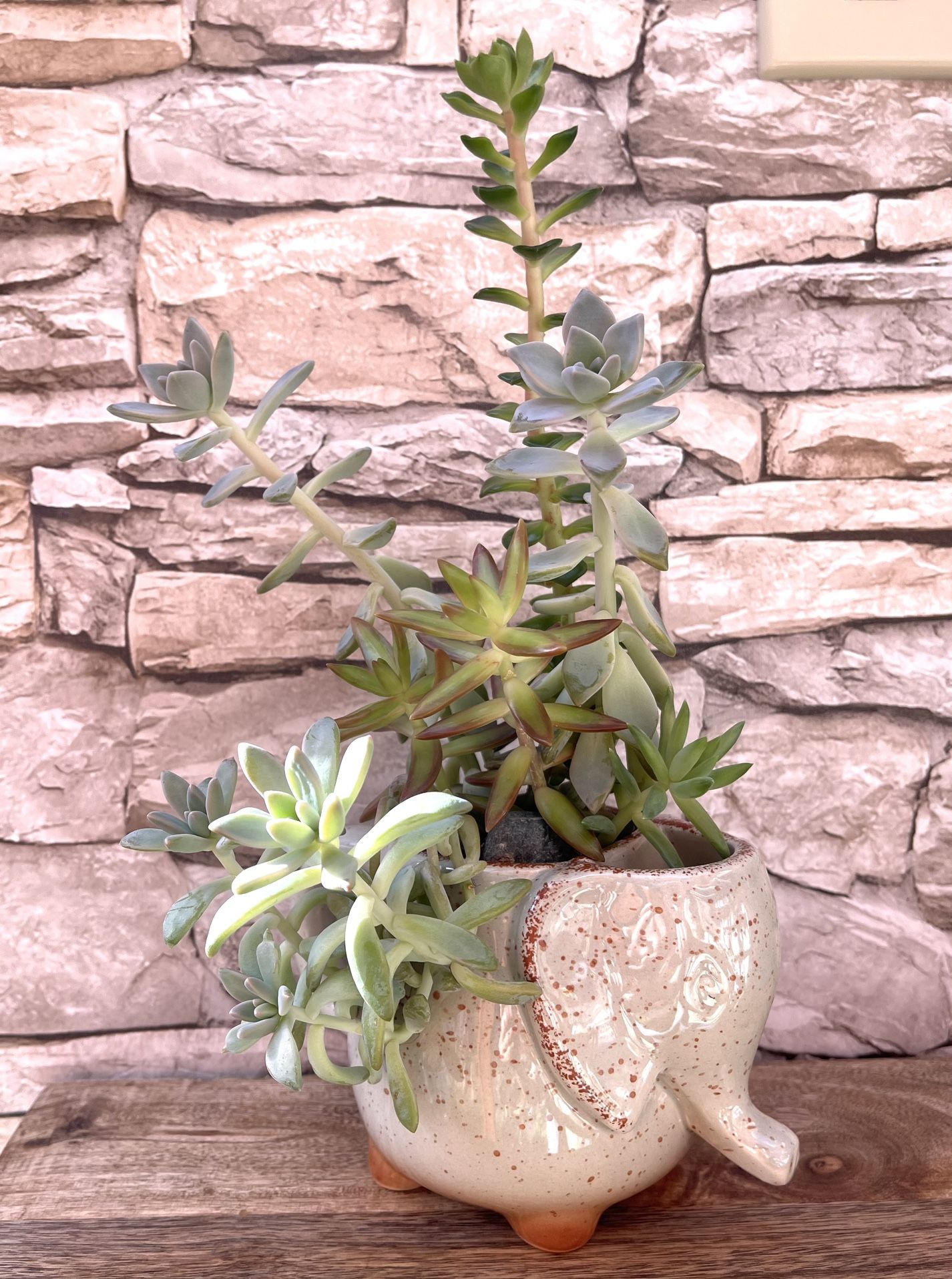 🎁Cute succulents Arrangement In Elephant Pot 4"H.