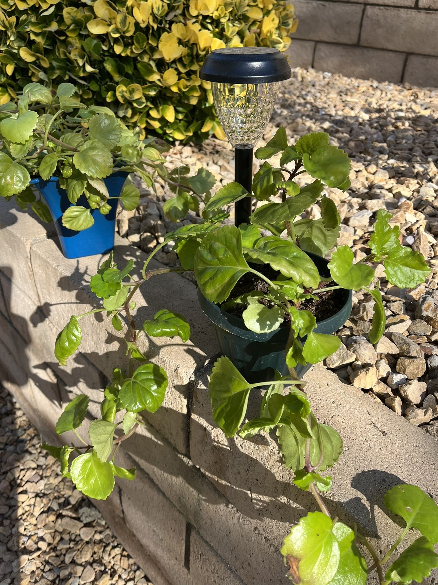 Creeping Charlie Plants