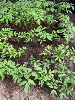 Young tomato plants