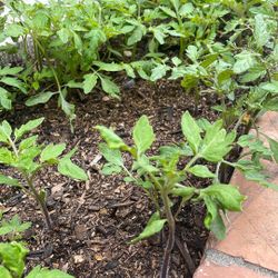 Baby Cherry Tomato Plants