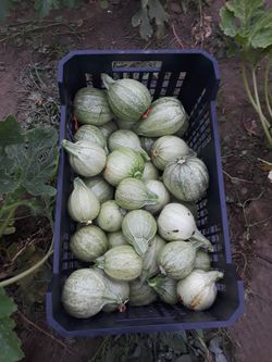 Flor de calabaza, yerbamora, maracuya y Chipilin!!!