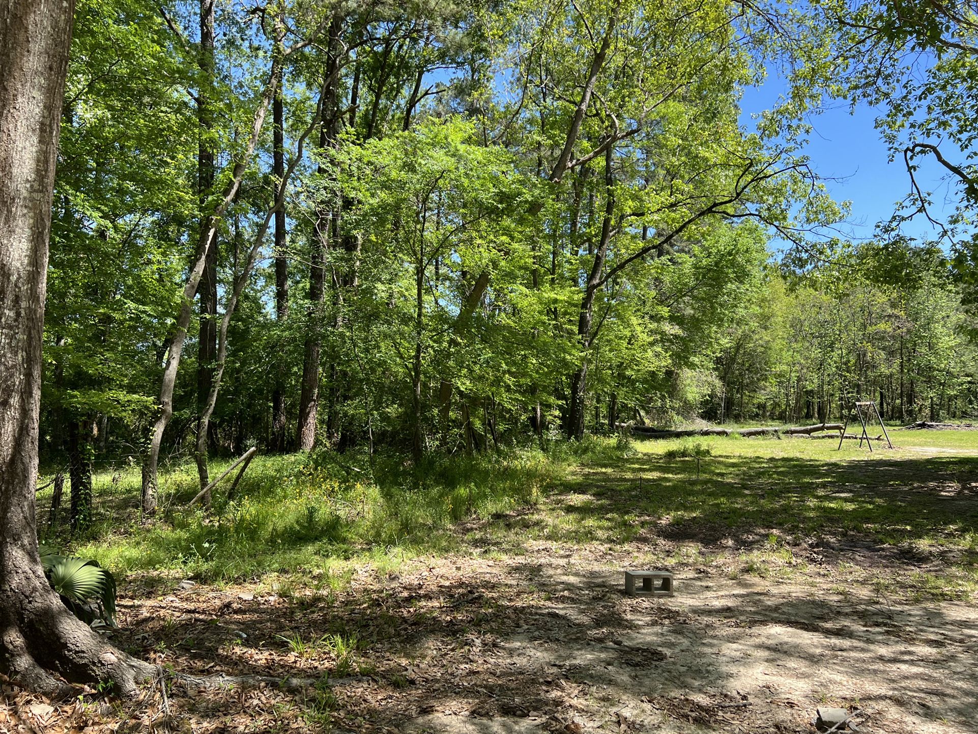 Free Trees/Wood