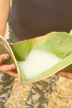 Rico pulquesito natural artesanal de agave