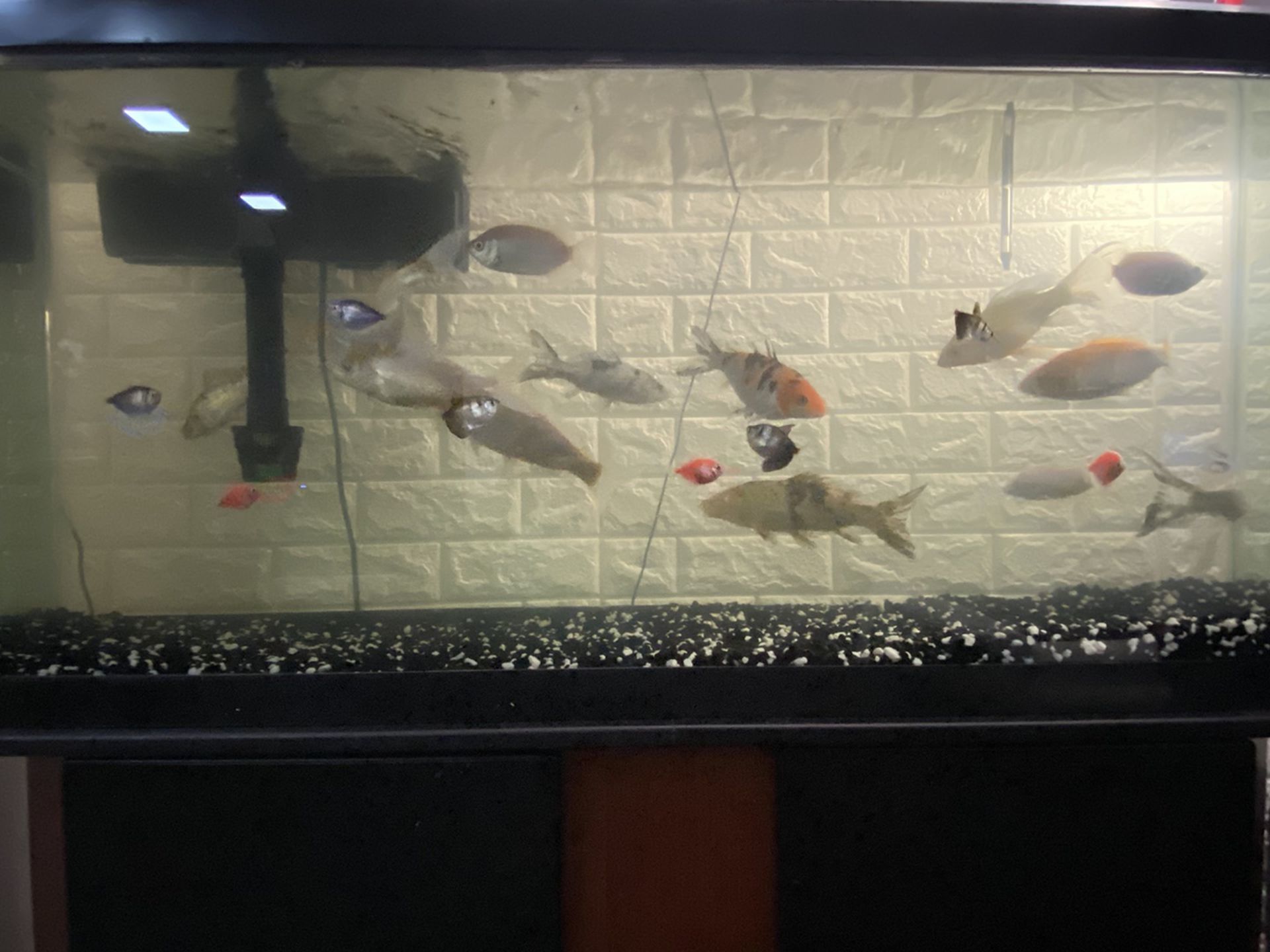 55 Galon Aquarium With 11 Koi Fish (3”-6”), Stand And Filter